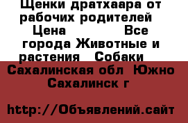 Щенки дратхаара от рабочих родителей › Цена ­ 22 000 - Все города Животные и растения » Собаки   . Сахалинская обл.,Южно-Сахалинск г.